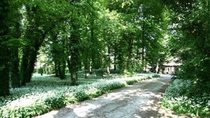 Un sentier bordé d’une végétation luxuriante et d’arbres, qui mène à un bâtiment de style architectural traditionnel.