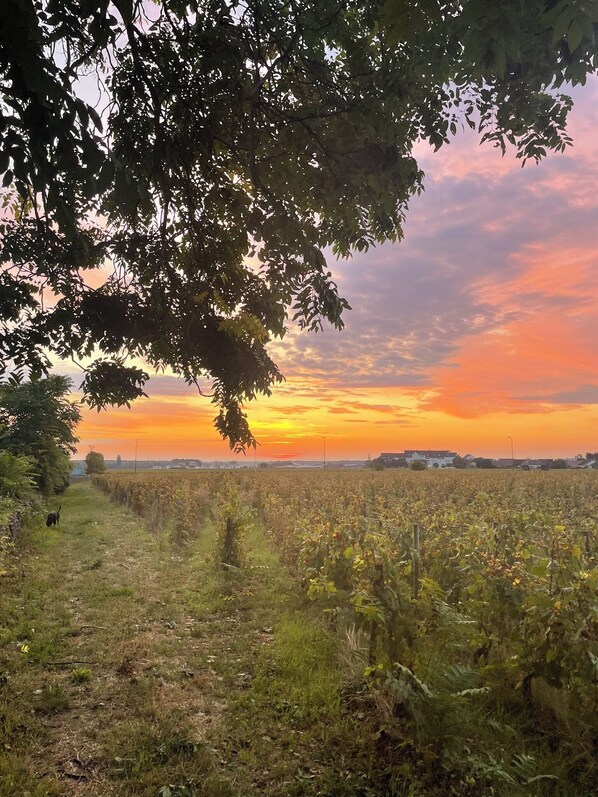 Viñedo con un sendero despejado, árboles y una puesta de sol al fondo.