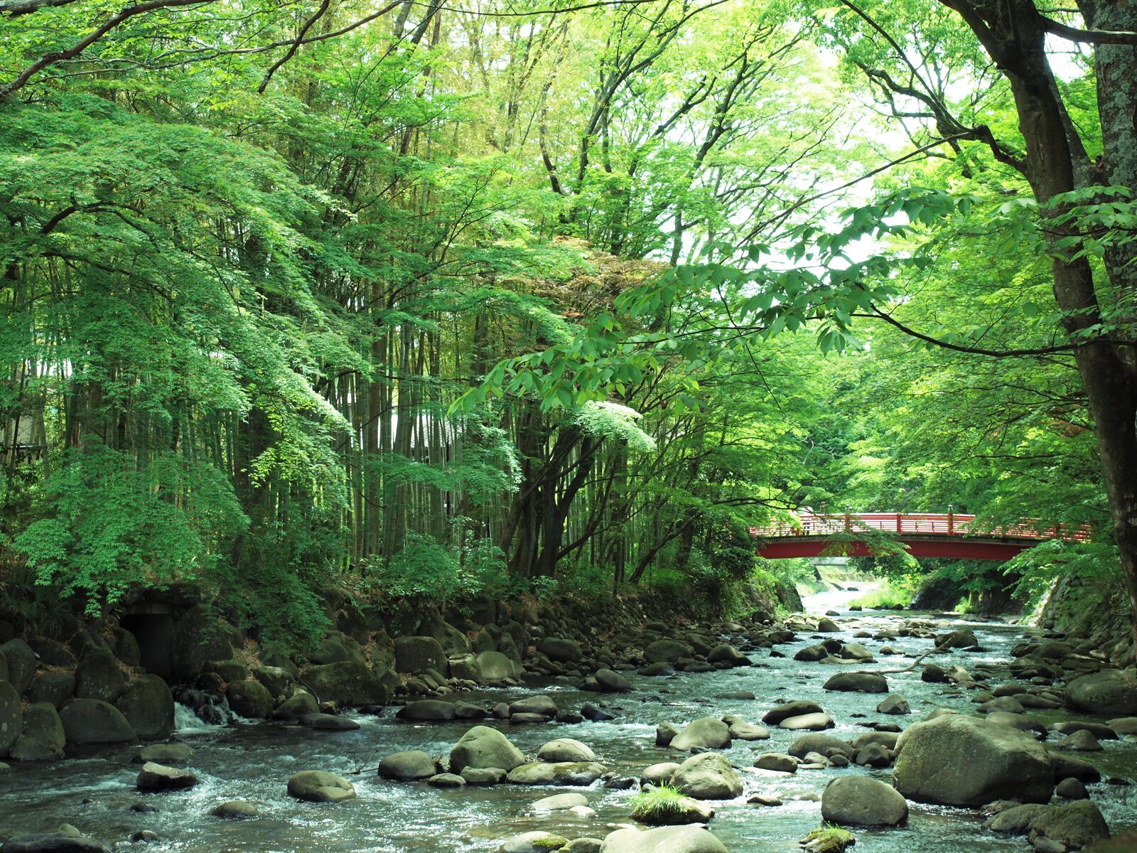 A river with rocks and dense green foliage.