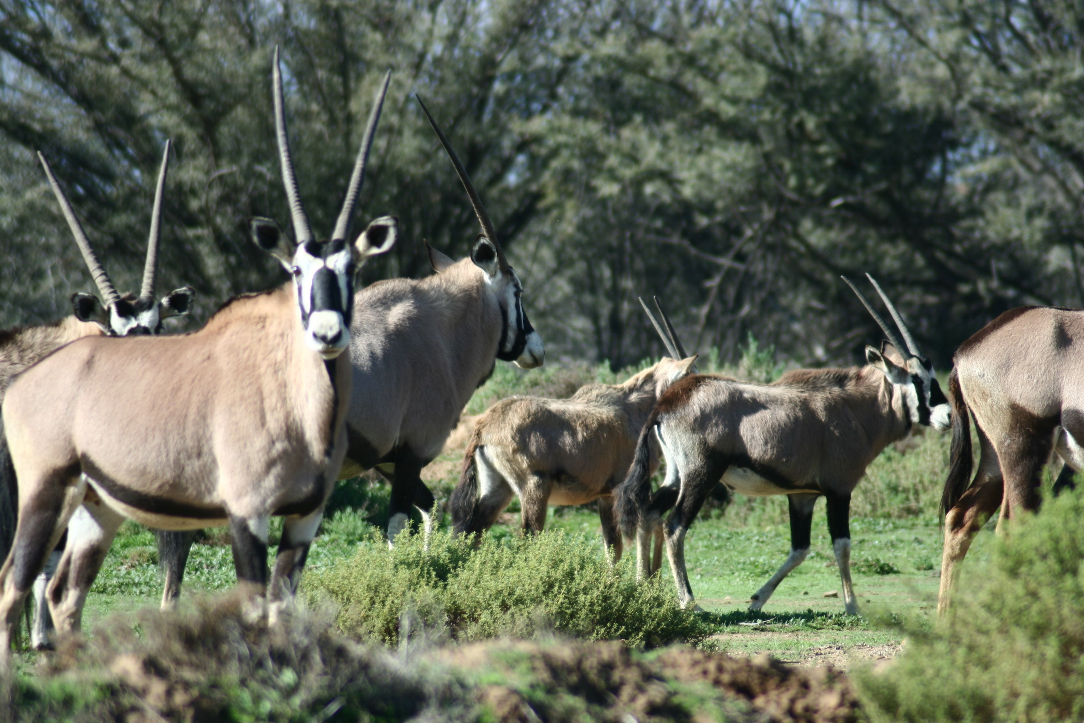 A group of antelopes in a natural setting.