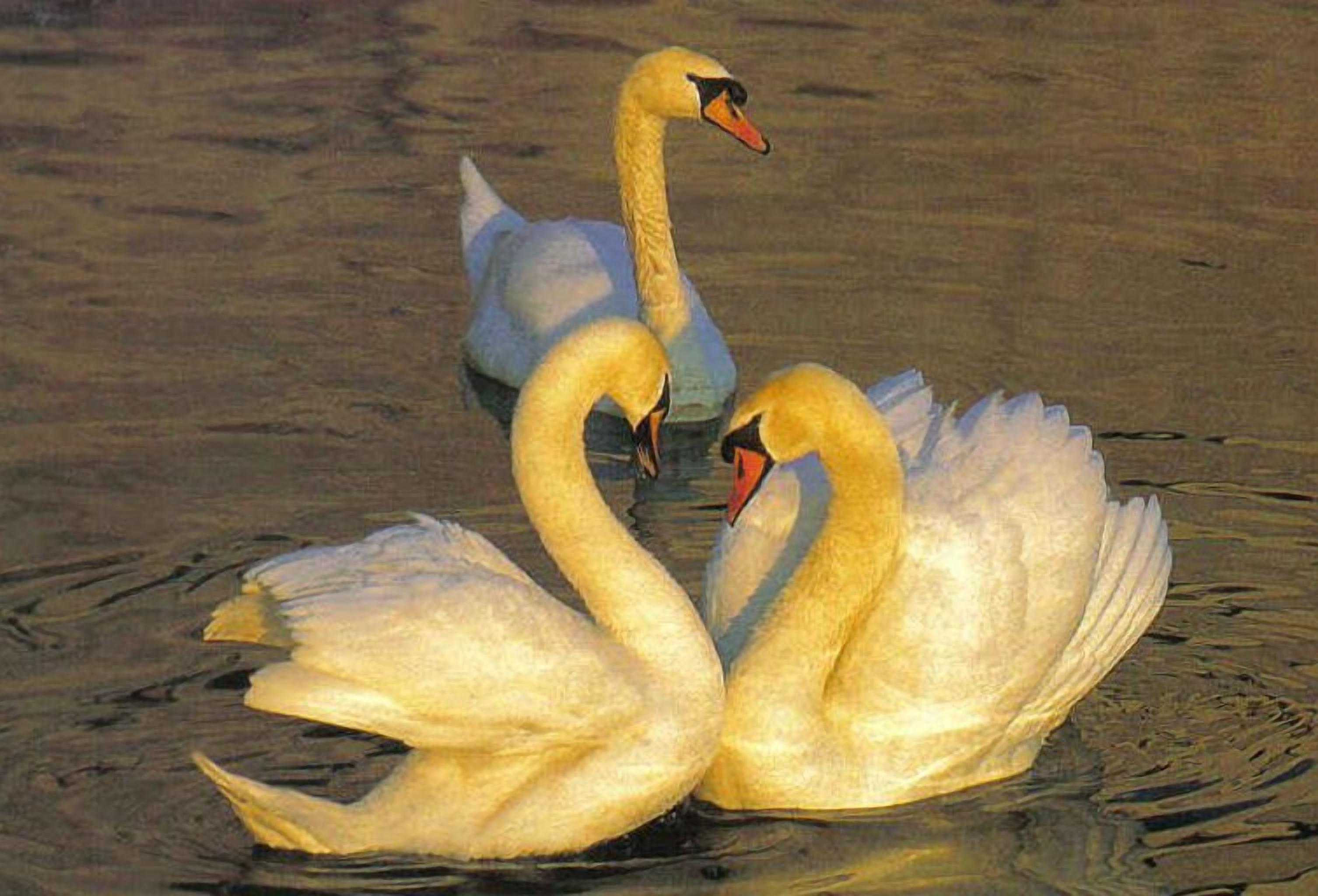 Foto - Hotel Vila Bojana