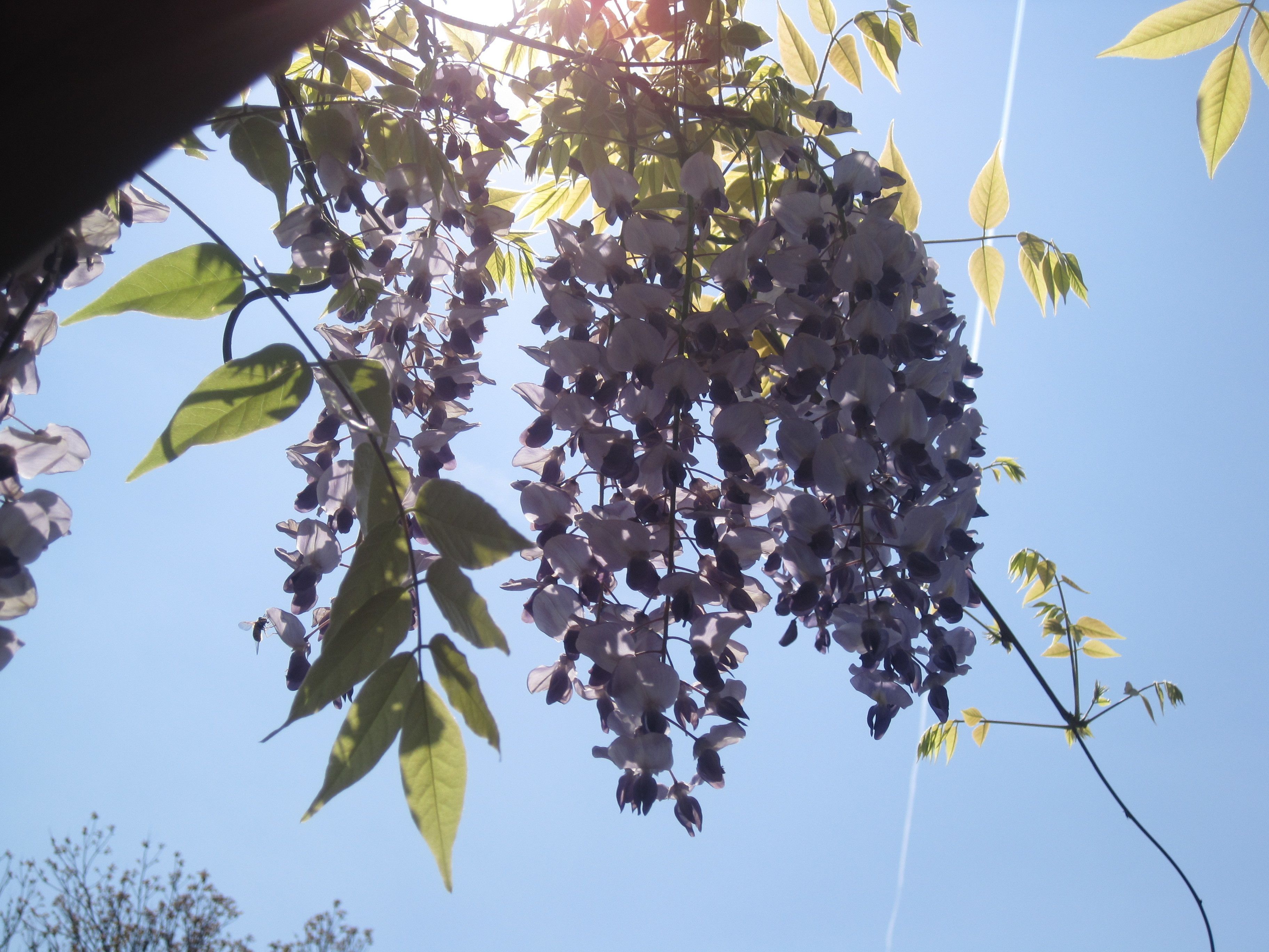 Foto - Hotel Bel Sit