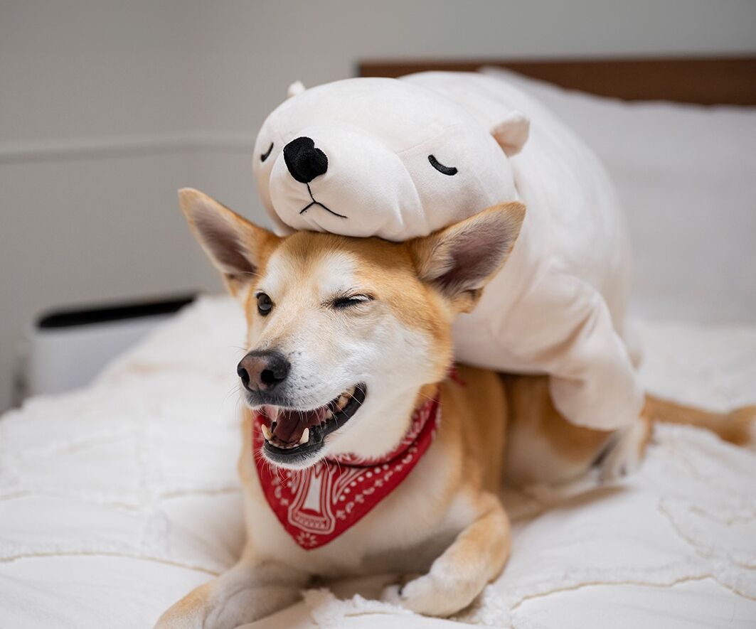 반려동물 동반 가능