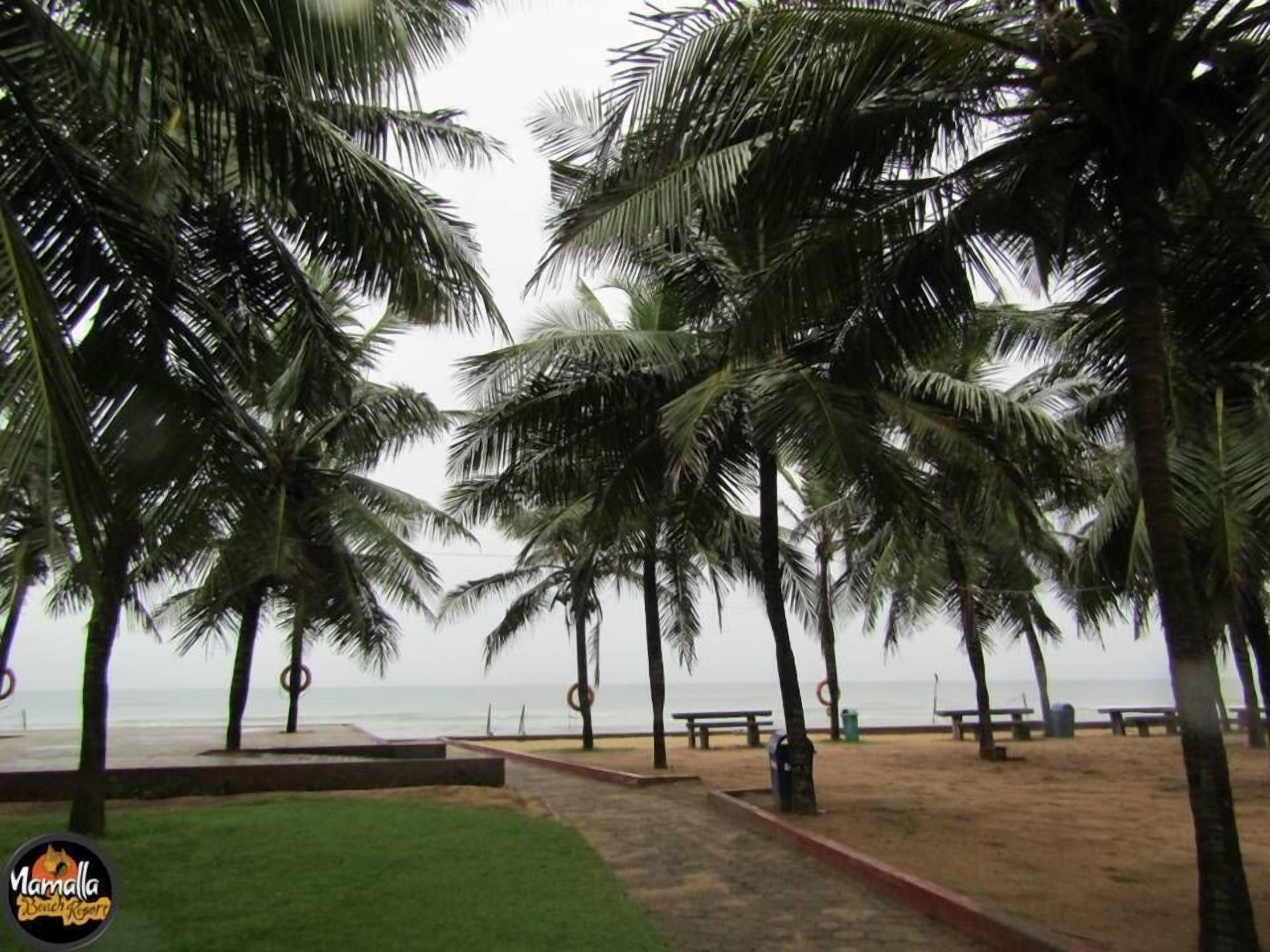 A beach with palm trees, a pathway, and benches.