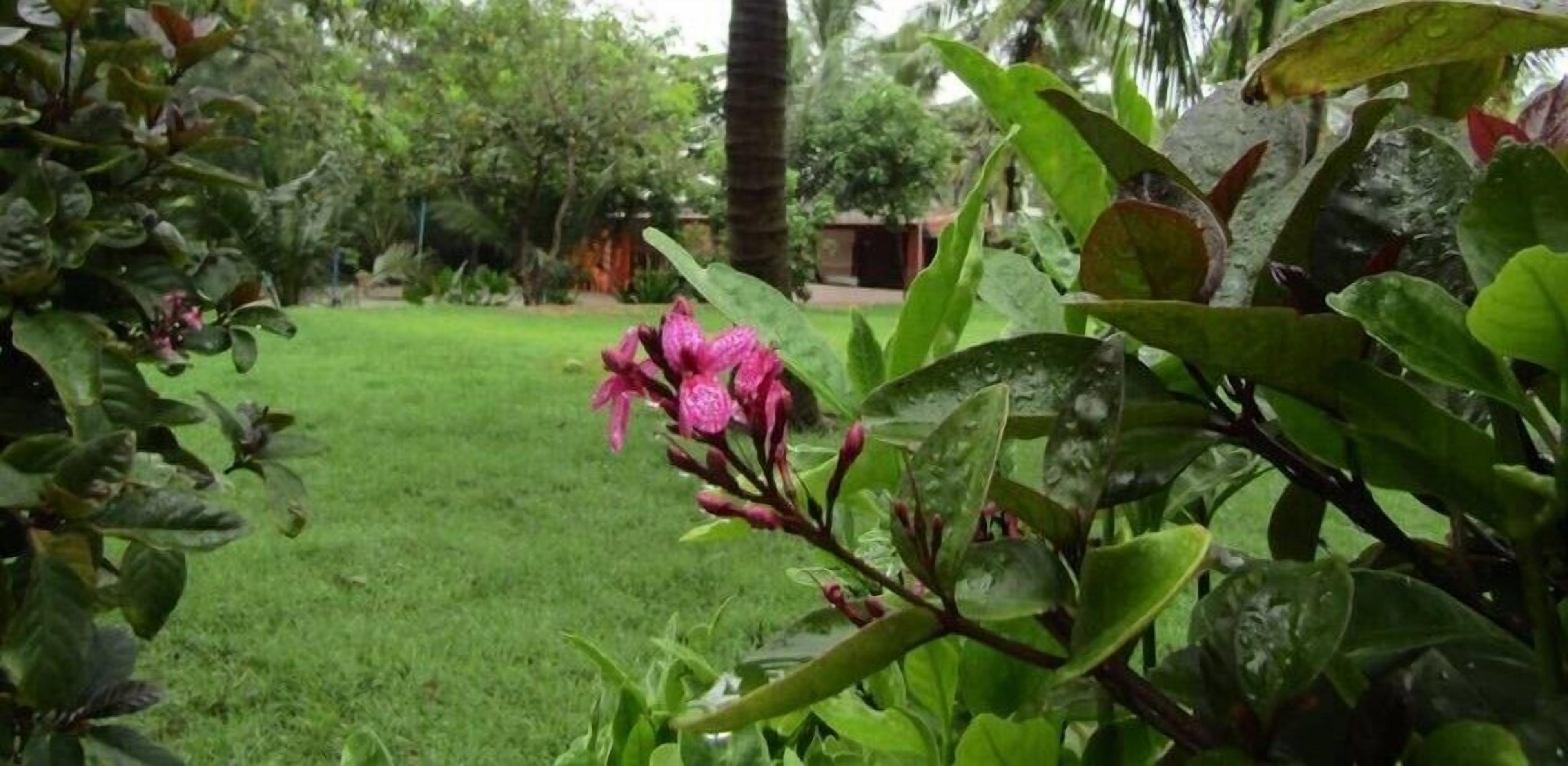 Un jardín exuberante con diversas plantas y un pequeño estanque.