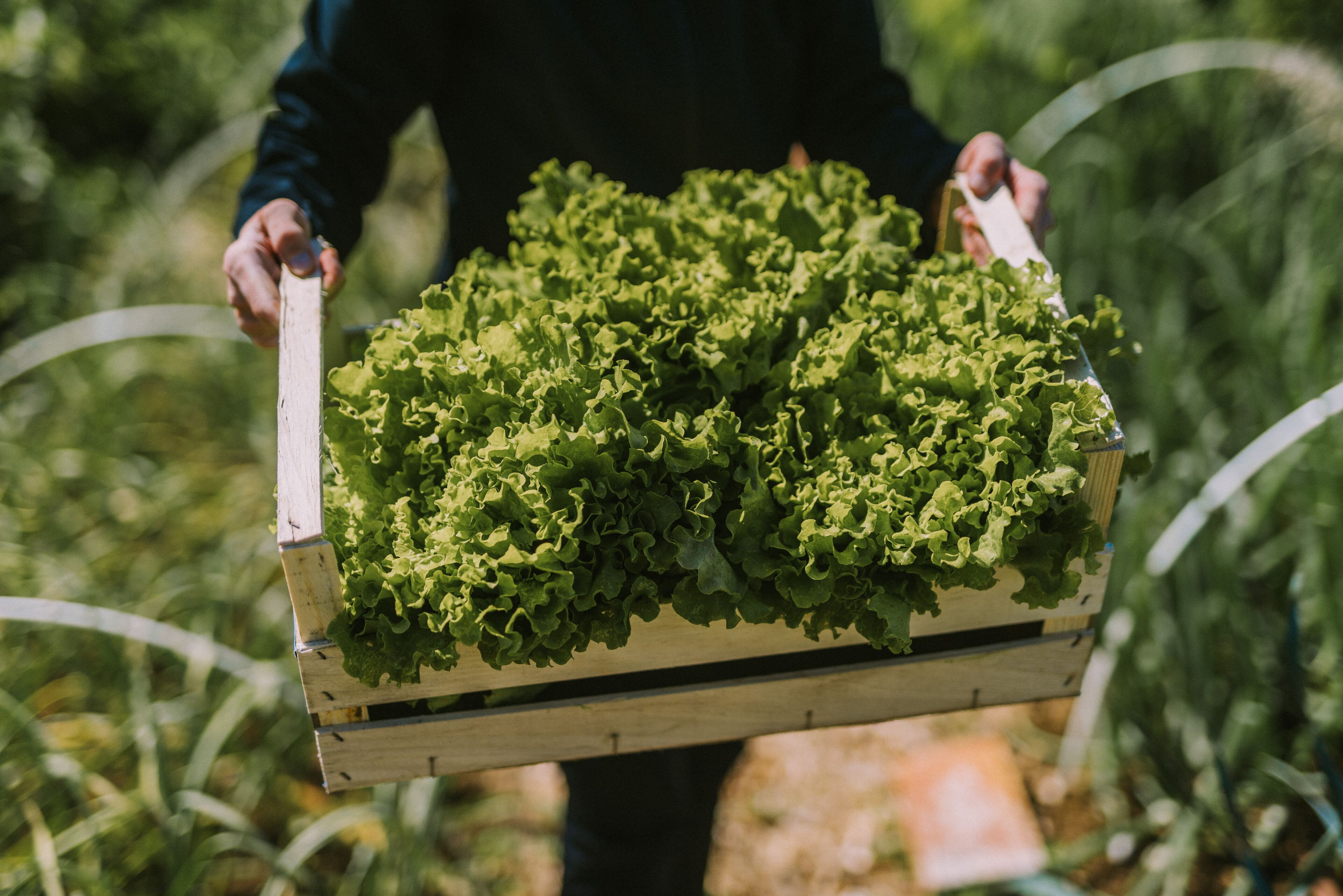 Una persona sostiene un caja de madera llena de verduras de hoja verde.