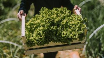 Una persona sostiene un caja de madera llena de verduras de hoja verde.