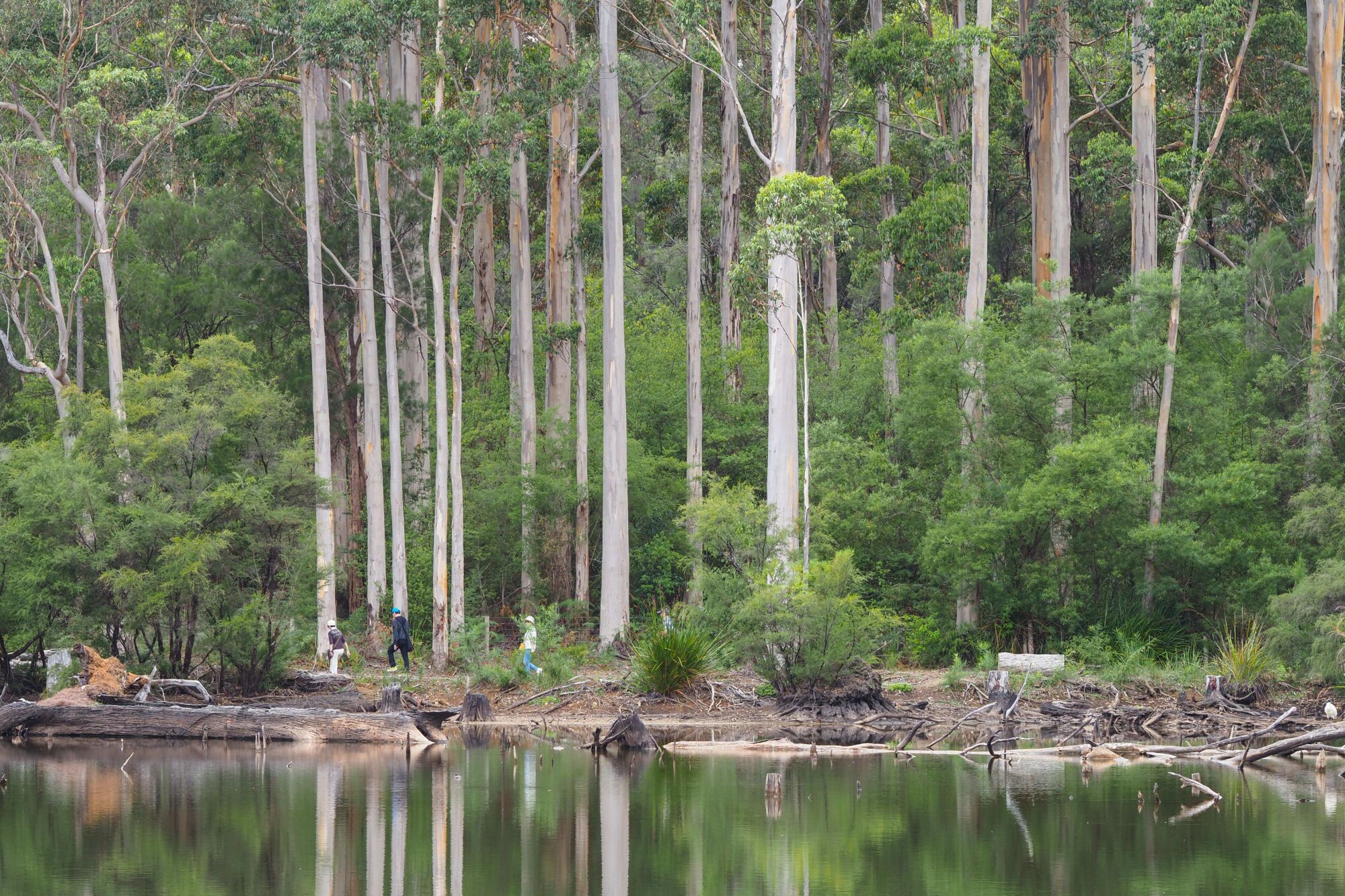 A forested area with tall trees and a calm body of water.