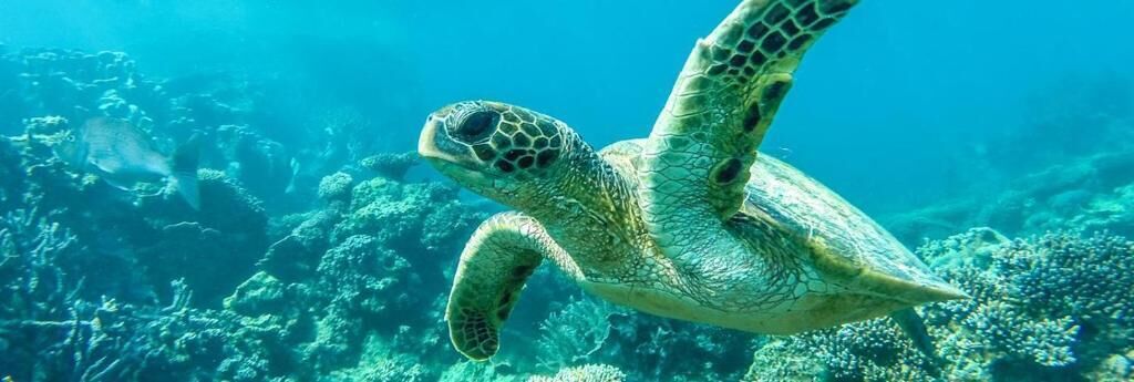 A sea turtle swimming in clear blue water.