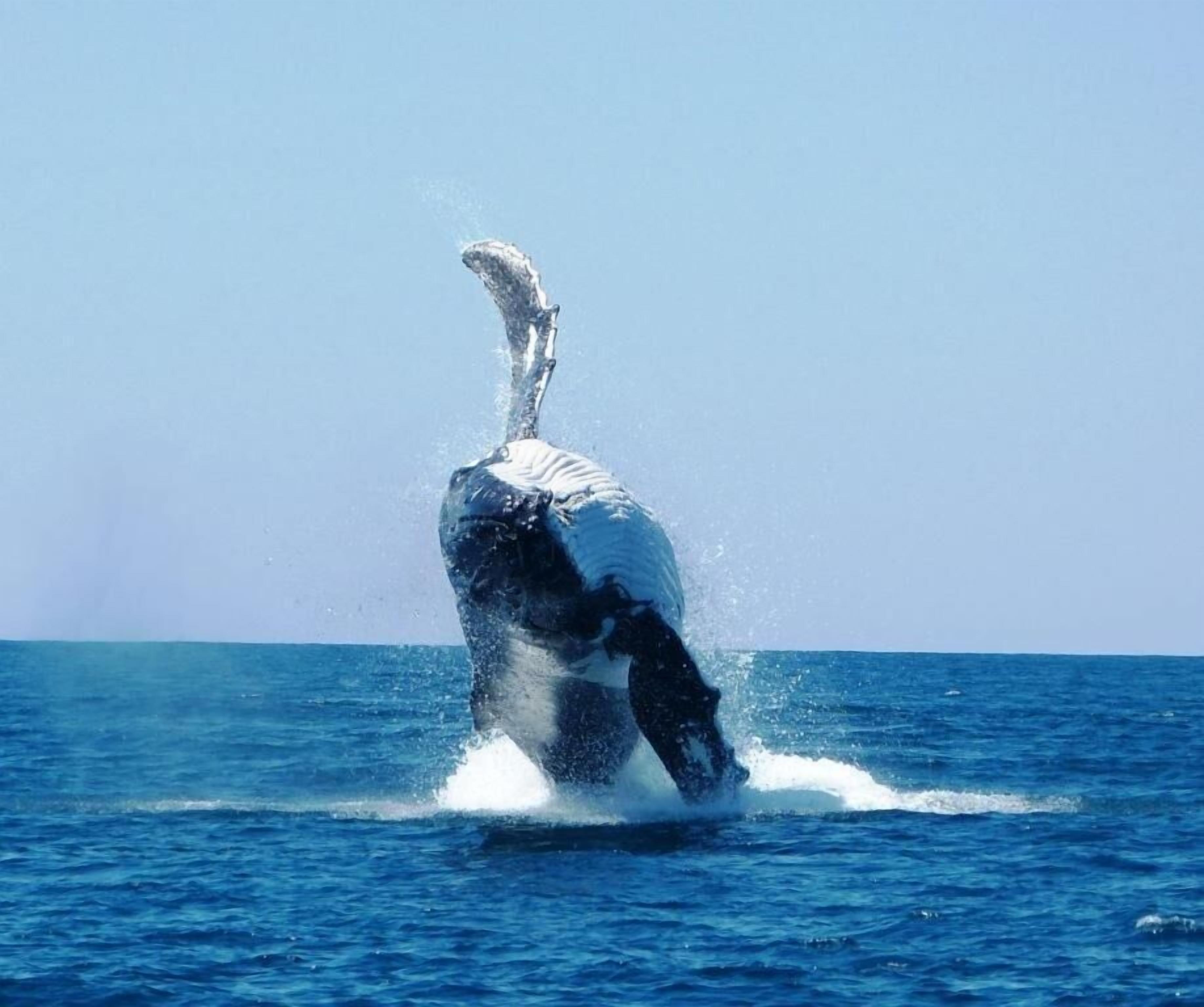 Une baleine surgissant à la surface de l’océan.