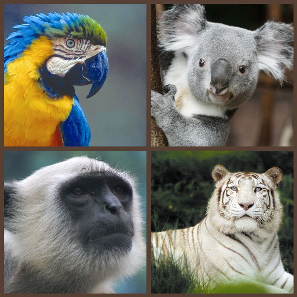 Un collage con cuatro animales: un loro, un koala, un mono y un tigre.