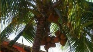 Un palmier chargé de noix de coco, un bâtiment rouge et un ciel dégagé.