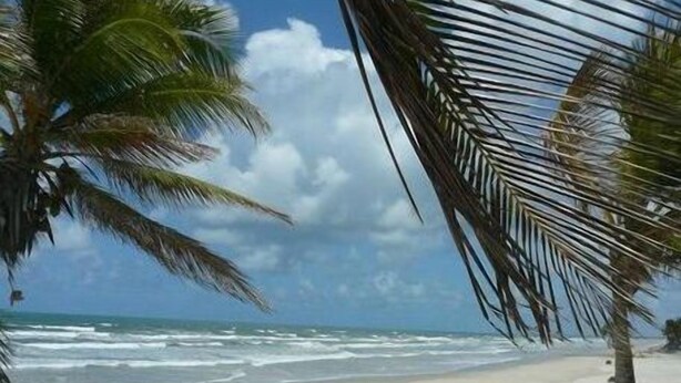 Une plage avec un palmier et des vagues de l’océan.