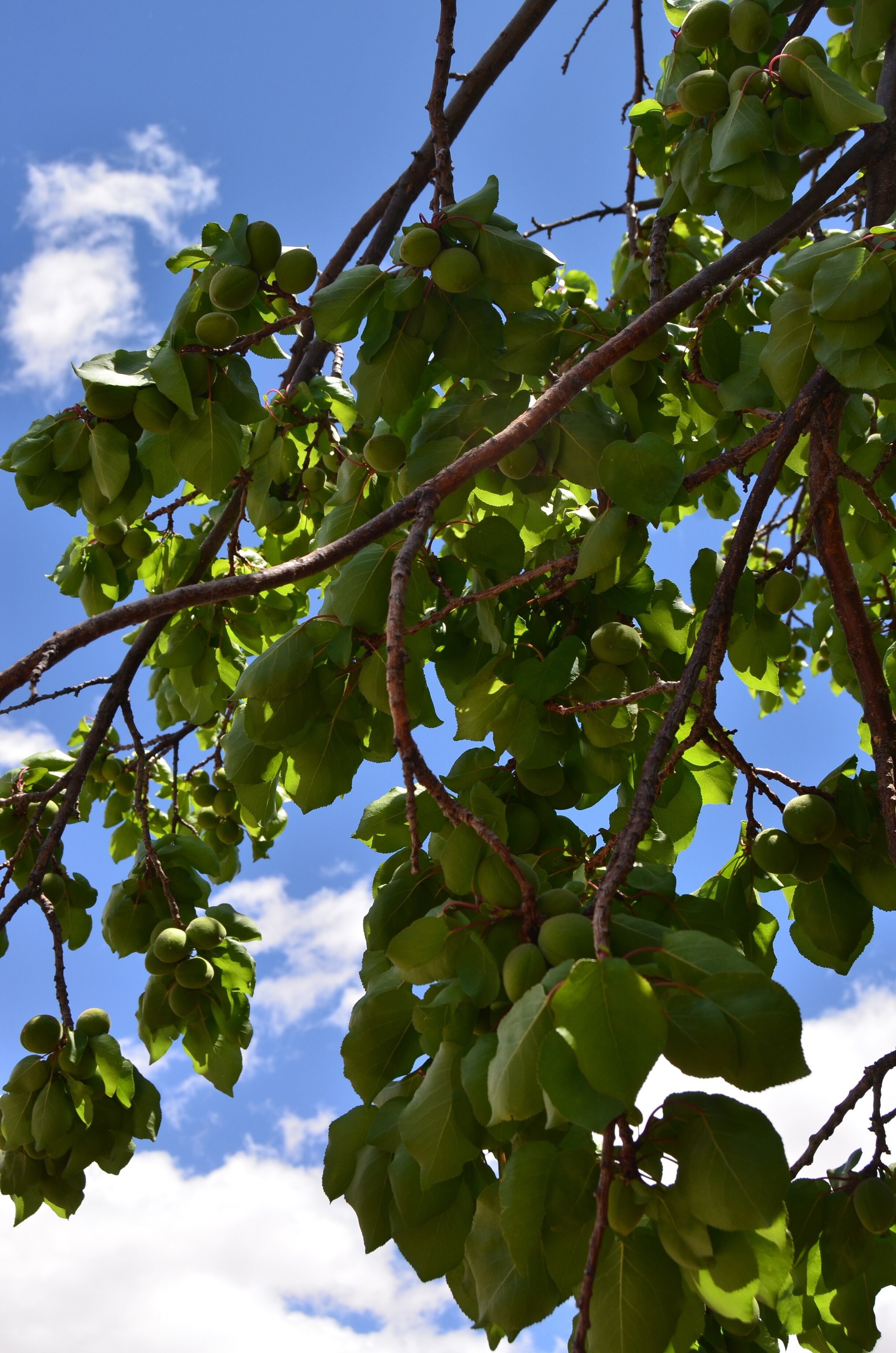 A tree branch with green leaves and unripe fruit against a clear blue sky.