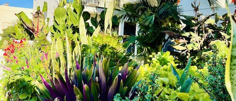 Jardin