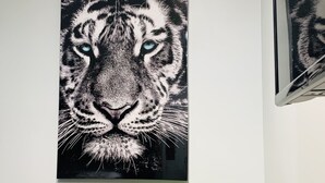 A framed tiger portrait on a wall, a green chair, and a potted plant.