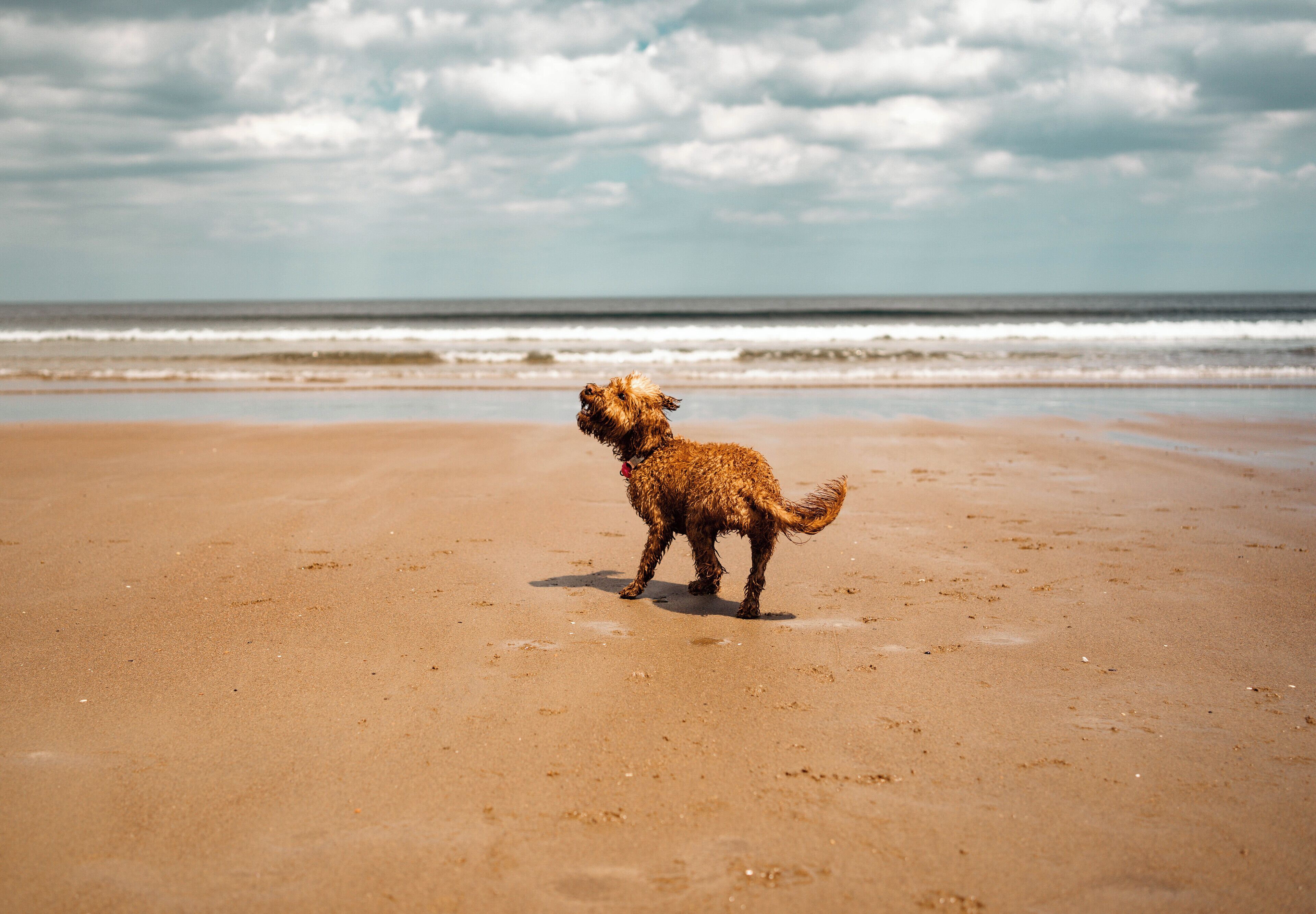 A dog on a sandy beach with the ocean in the background.