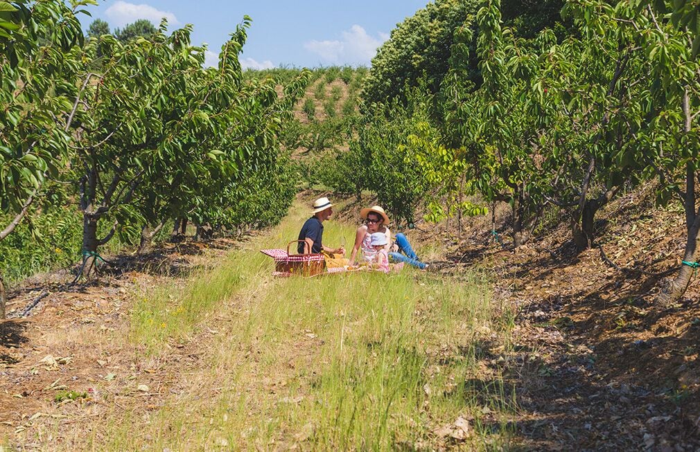 Un coin pique-nique aménagé dans un vignoble, avec une table et des chaises.