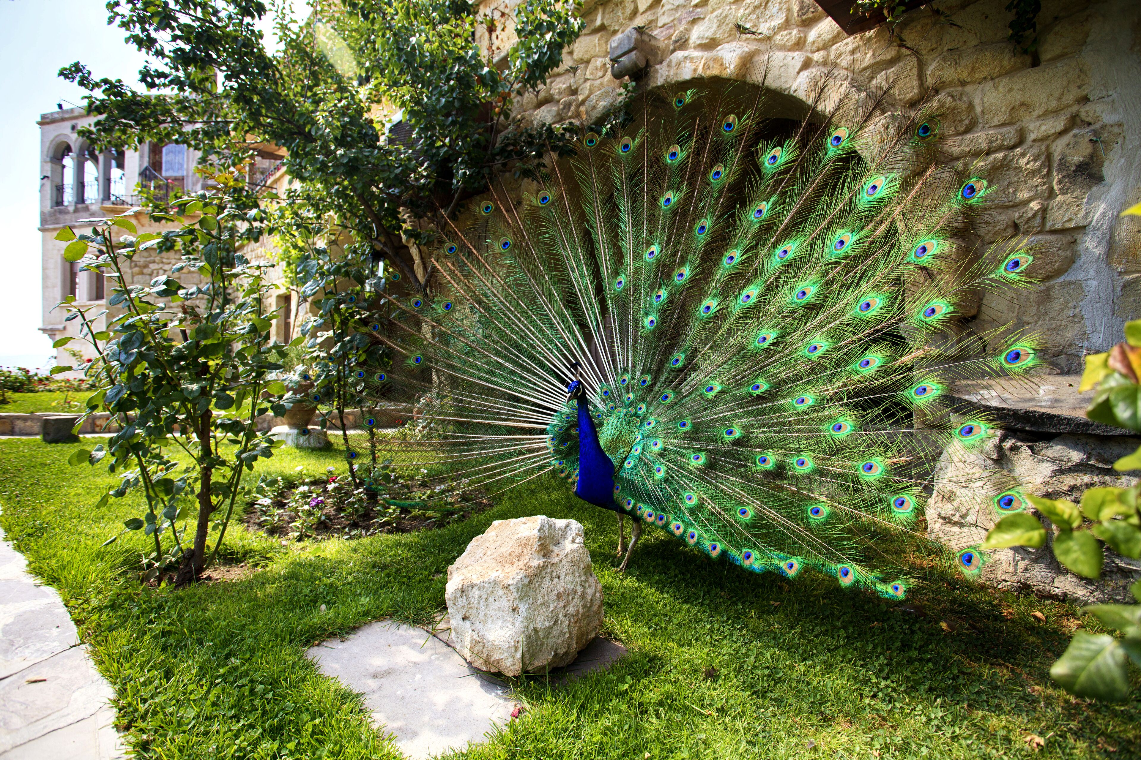 A peacock with a full display of feathers in a garden setting with a stone wall and a building in the background.