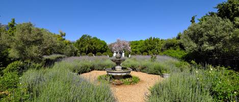 Un jardin avec une fontaine centrale, entouré de buissons de lavande et d’arbres.