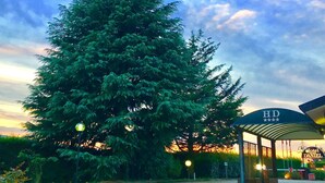 A large evergreen tree in front of a hotel entrance with a covered waiting area and a sign reading "Hotel Daniel." - Daniel (Basiano)