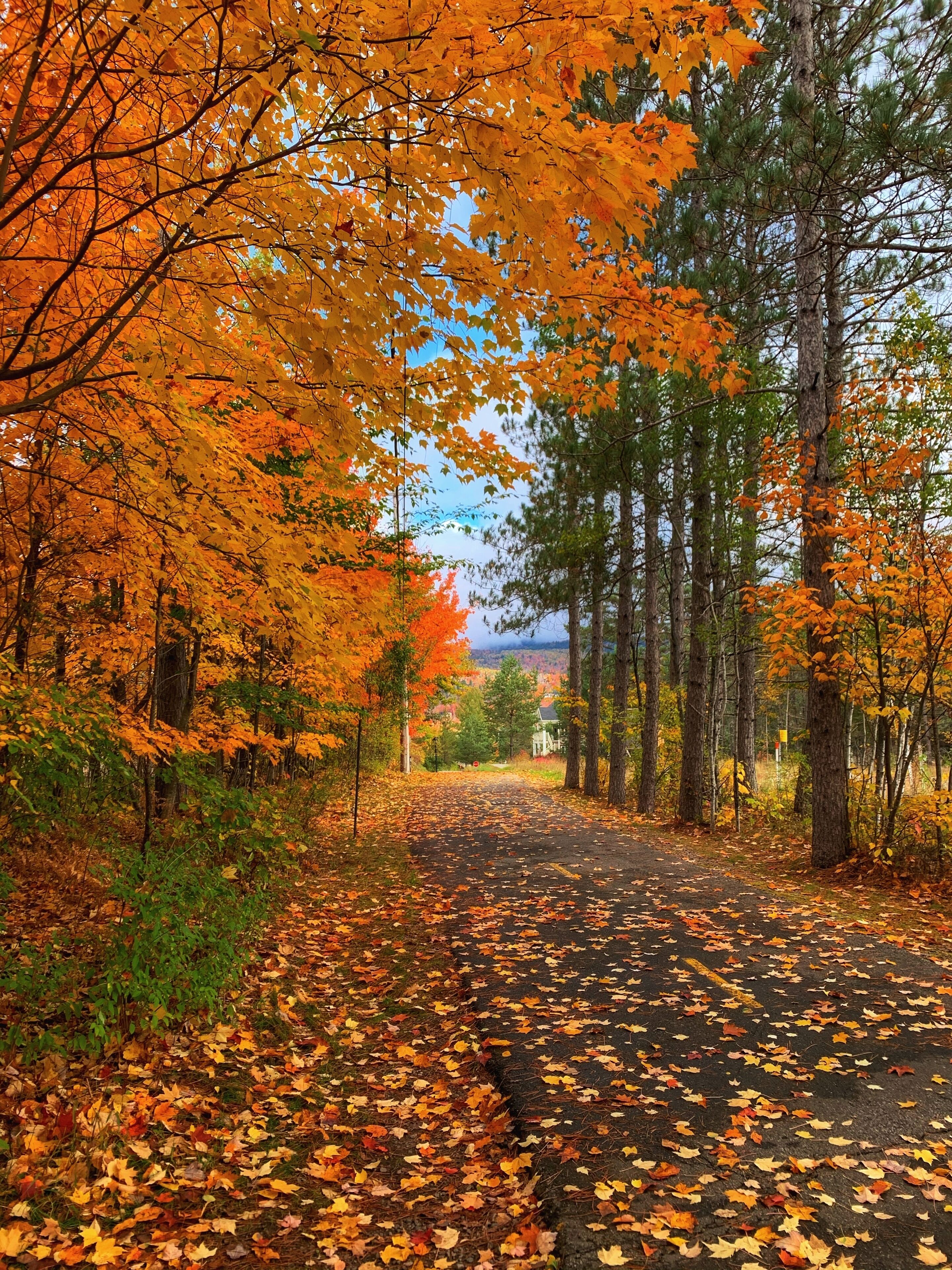 Une route bordée d’arbres aux feuilles aux couleurs automnales.