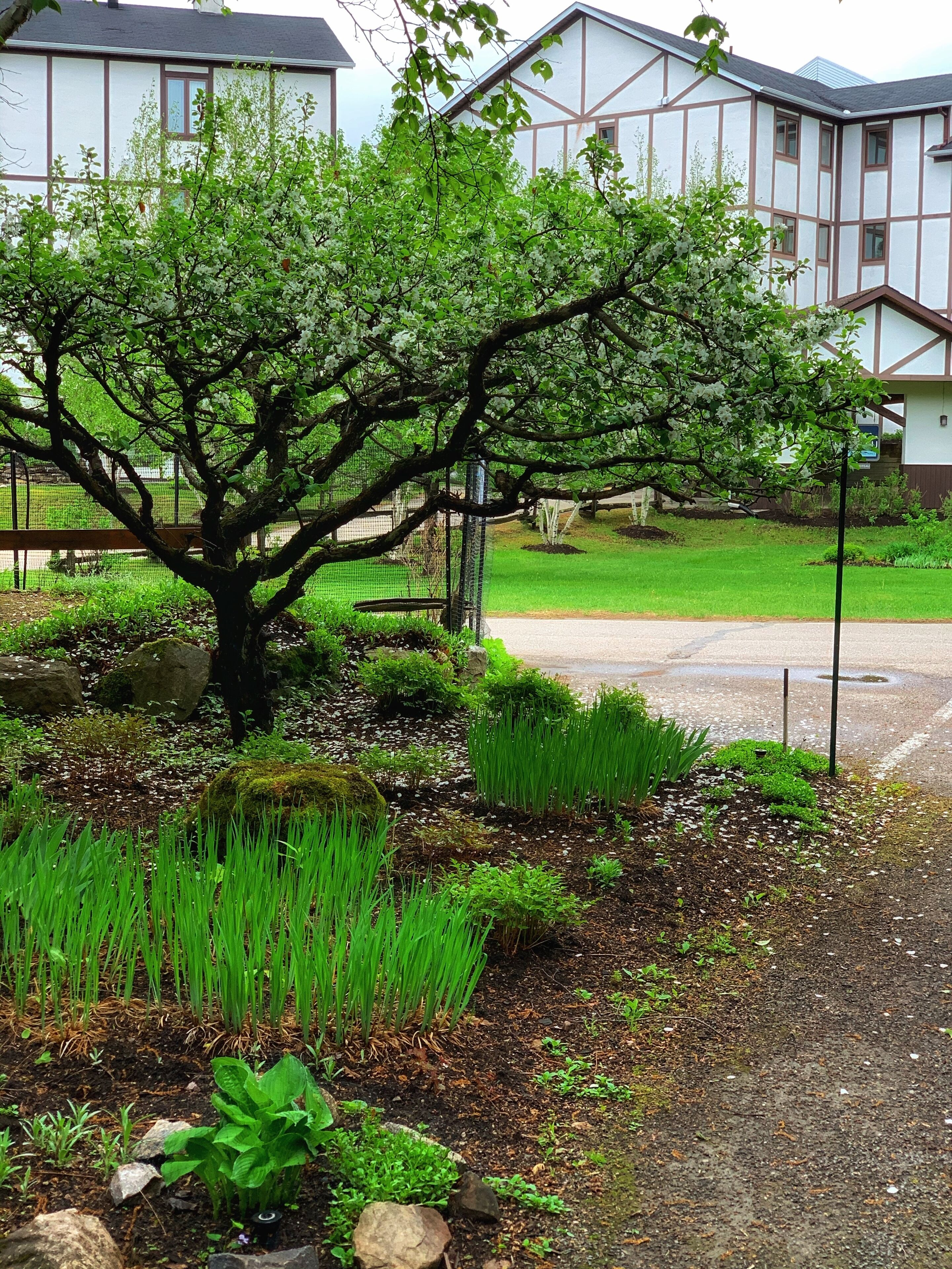 A tree-lined pathway leading to a building with a white facade and brown trim.