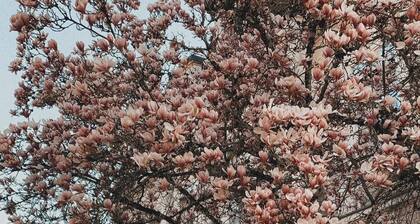 ChĂąteau de la Dame Blanche