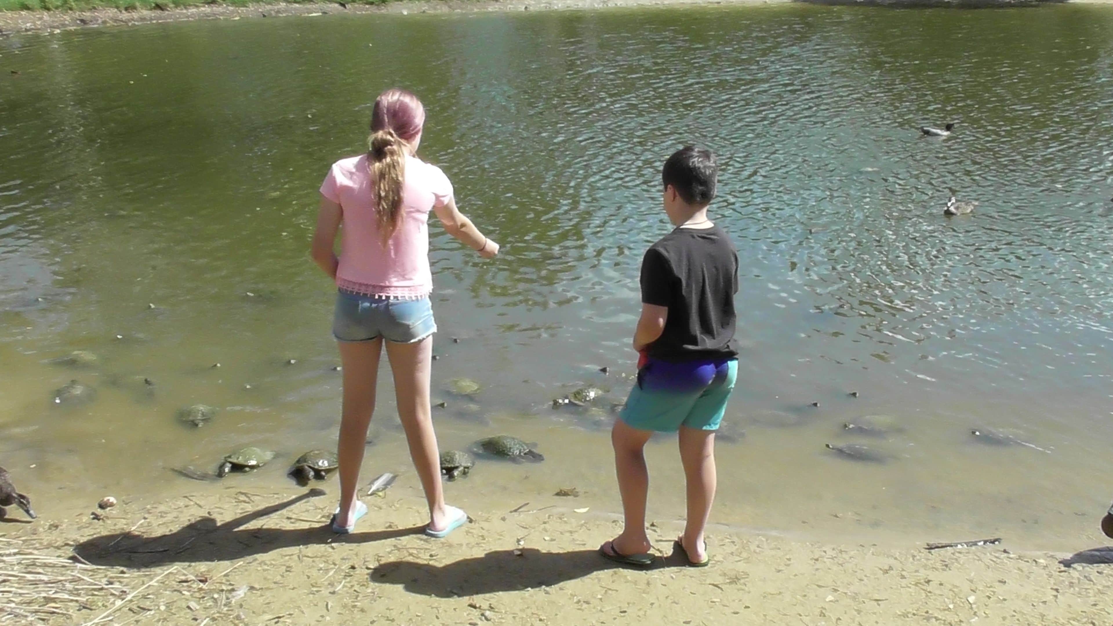 Two people standing by a pond with turtles on the shore.