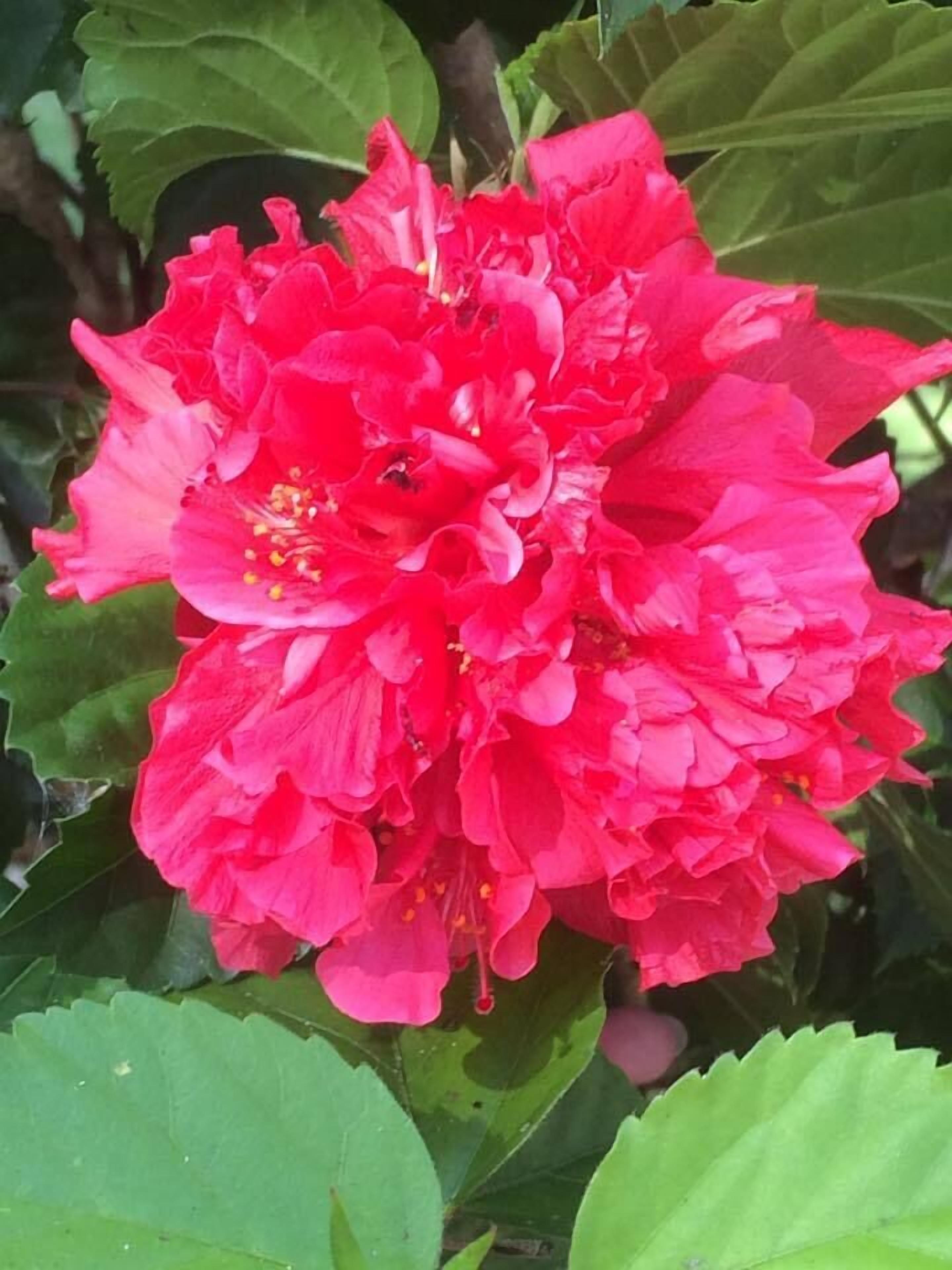 A close-up of a vibrant red hibiscus flower with multiple layers of petals and prominent yellow stamens.