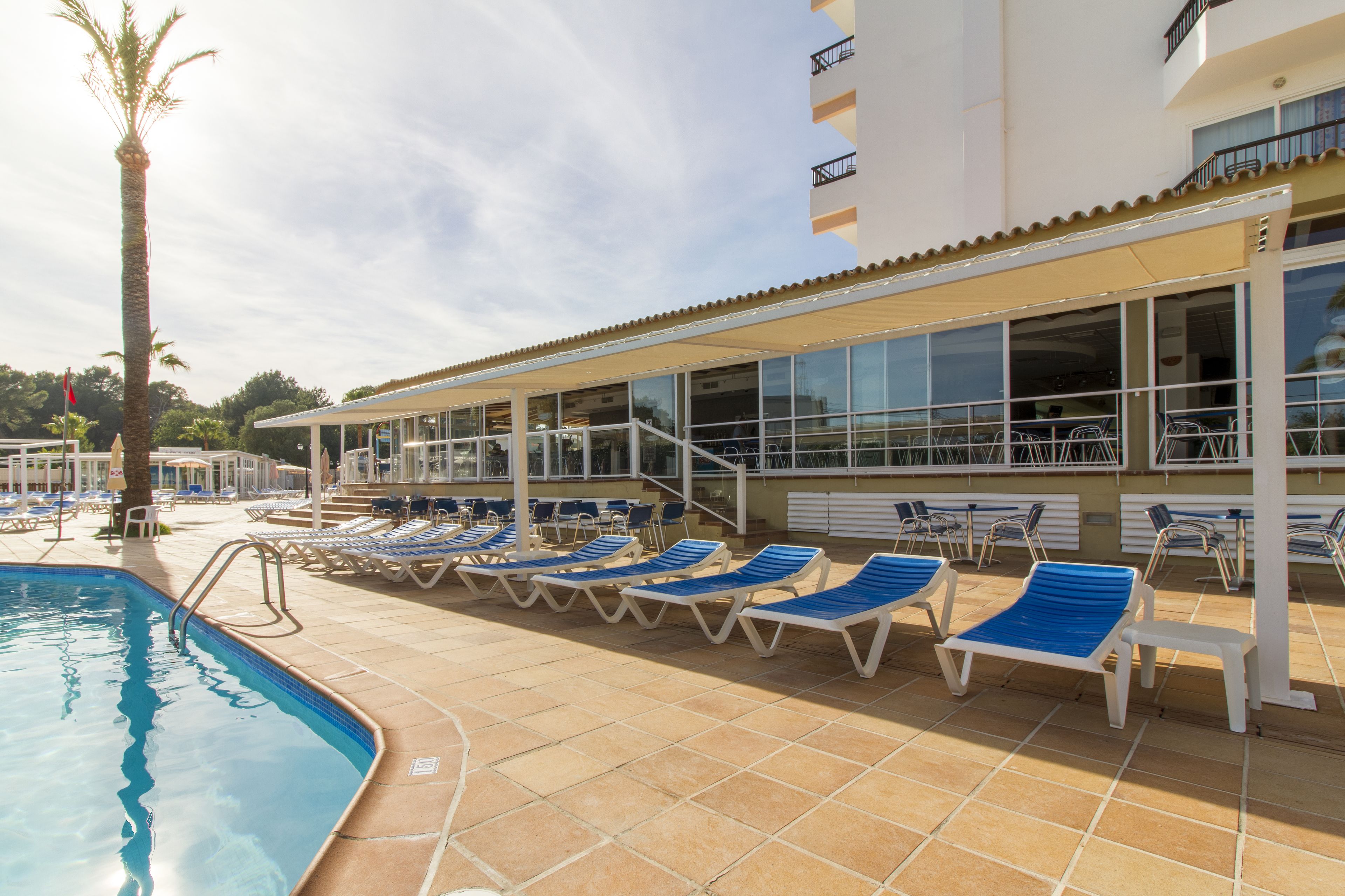 Un espace aménagé au bord de la piscine, avec des chaises longues et un palmier.