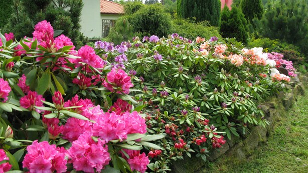 Un jardin où l’on trouve différentes espèces de plantes à fleurs et un bâtiment doté d’un toit recouvert de tuiles.
