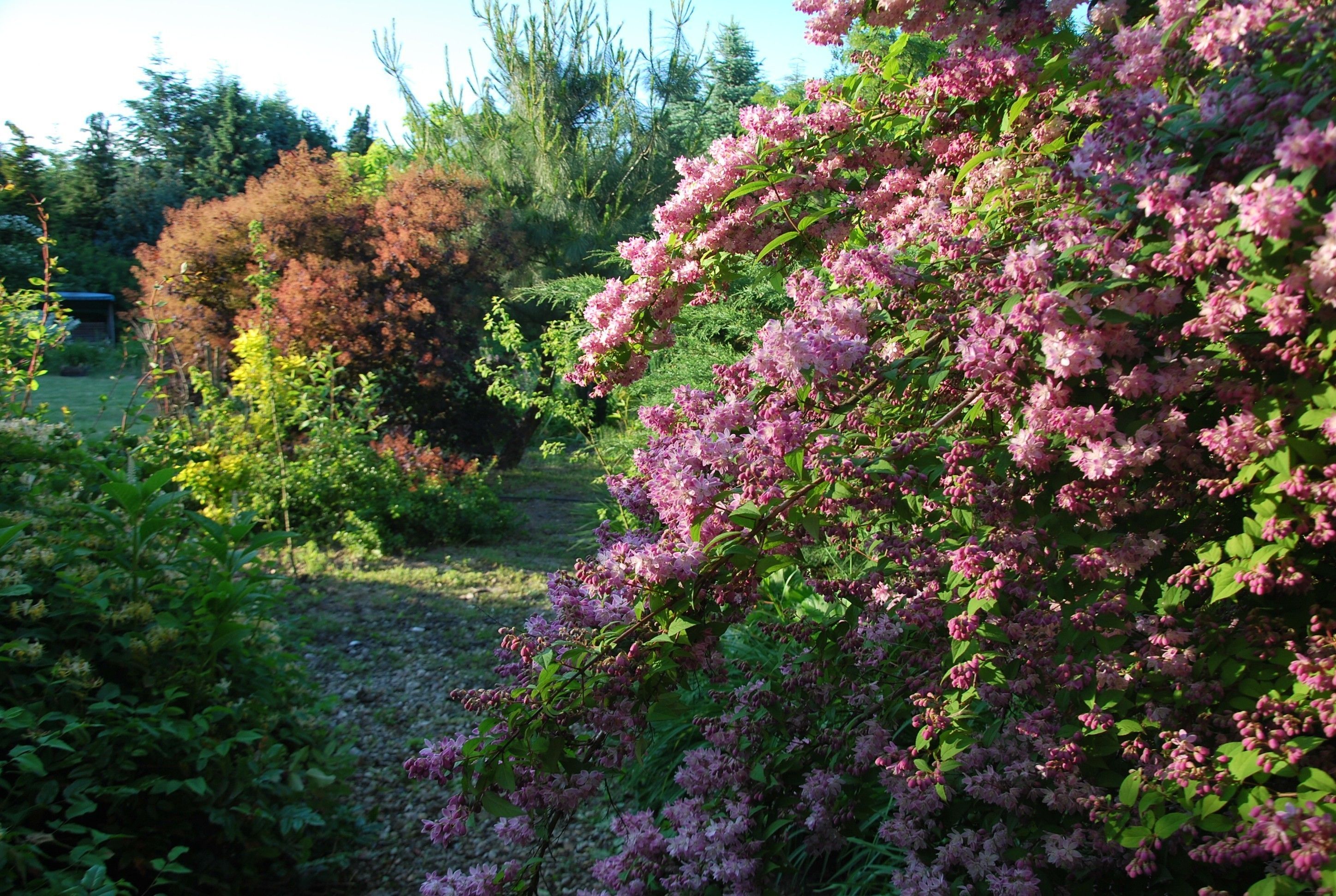 Un jardín con diversas plantas y árboles, incluyendo un arbusto ornamental con flores.