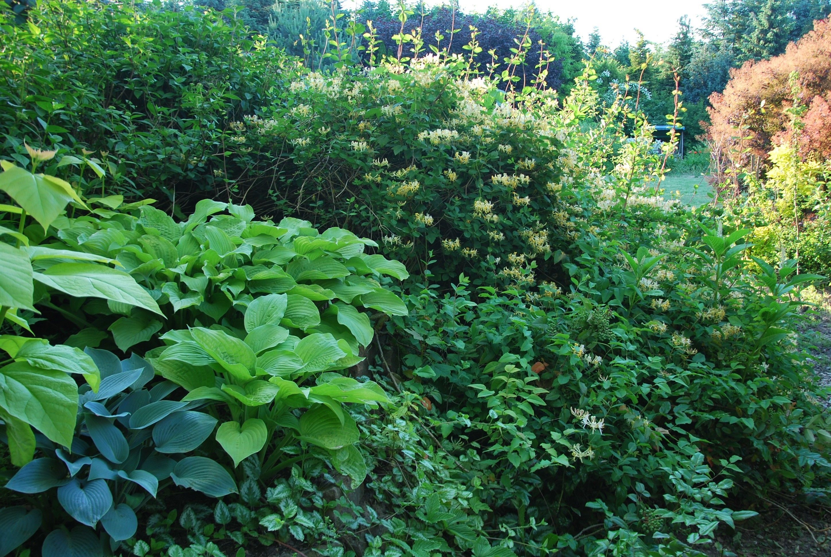 Un jardín exuberante con follaje denso y plantas en flor.
