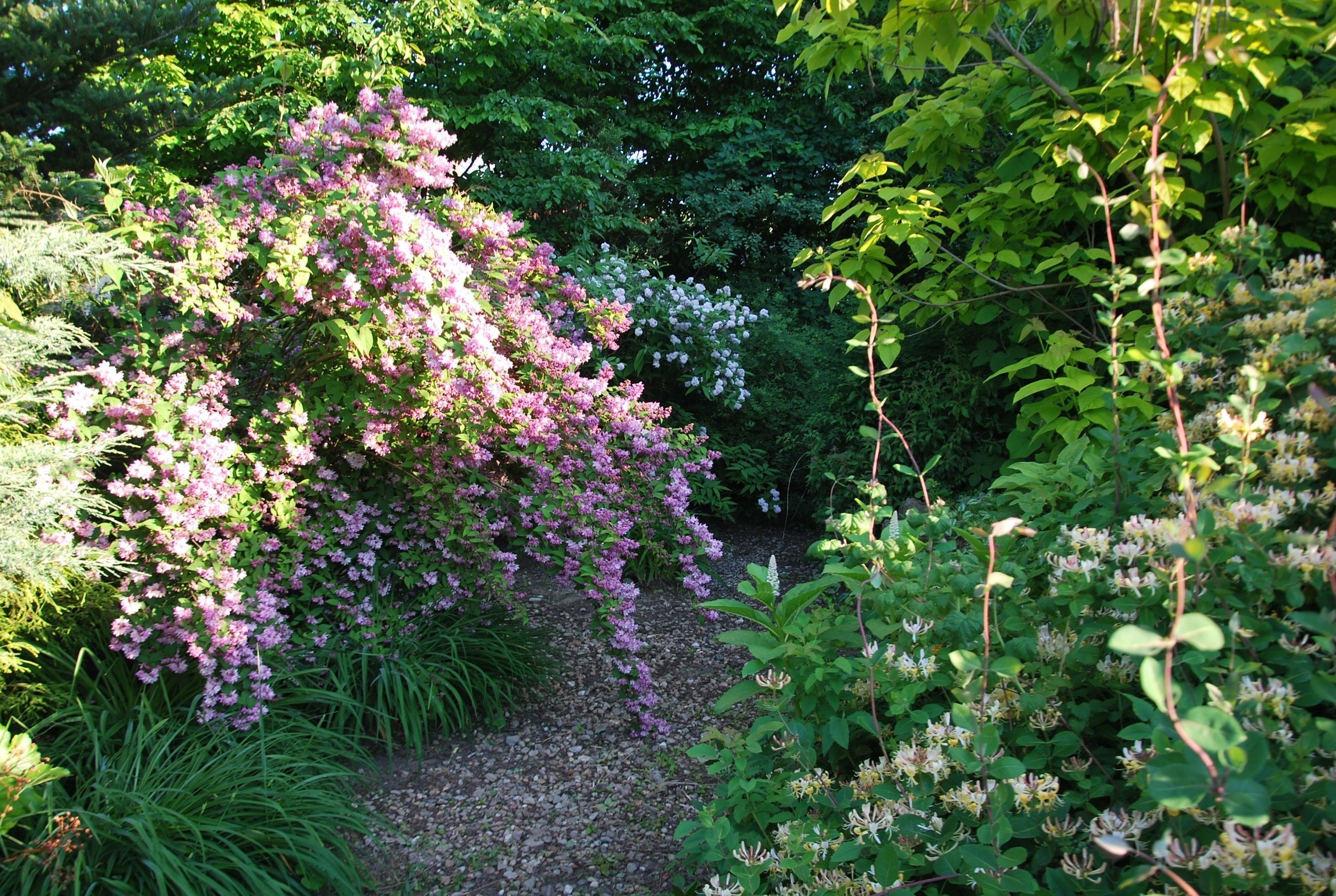 A garden with various flowering plants and trees.
