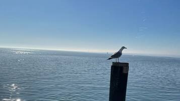 A seagull perched on a wooden post by the water.