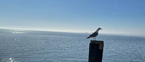 Una gaviota posada sobre un poste de madera junto al agua.