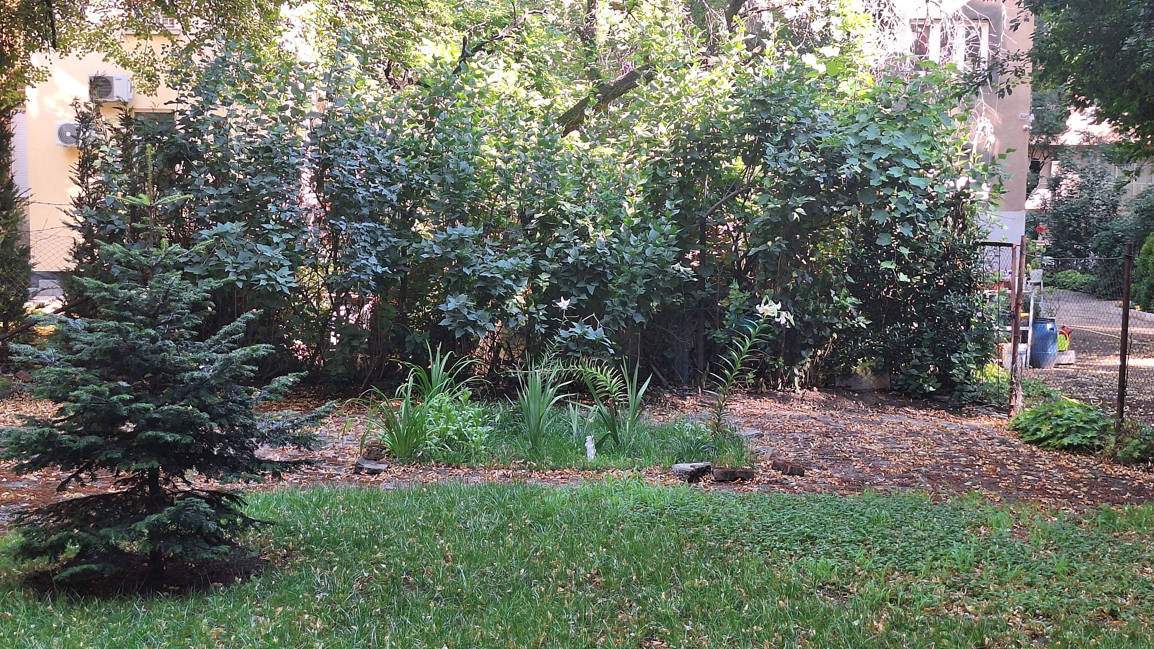 Un jardin avec différentes plantes et un petit arbre.