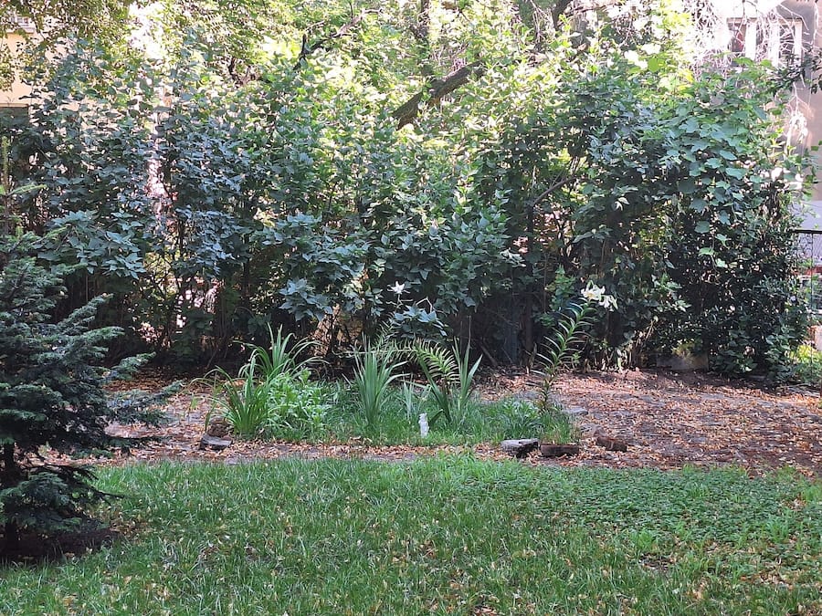 Un jardin avec différentes plantes et un petit arbre.
