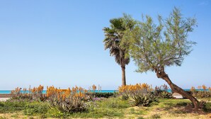 A beach with a palm tree and desert plants. - BQ Carmen Playa Hotel - Adults Only (Palma de Mallorca)