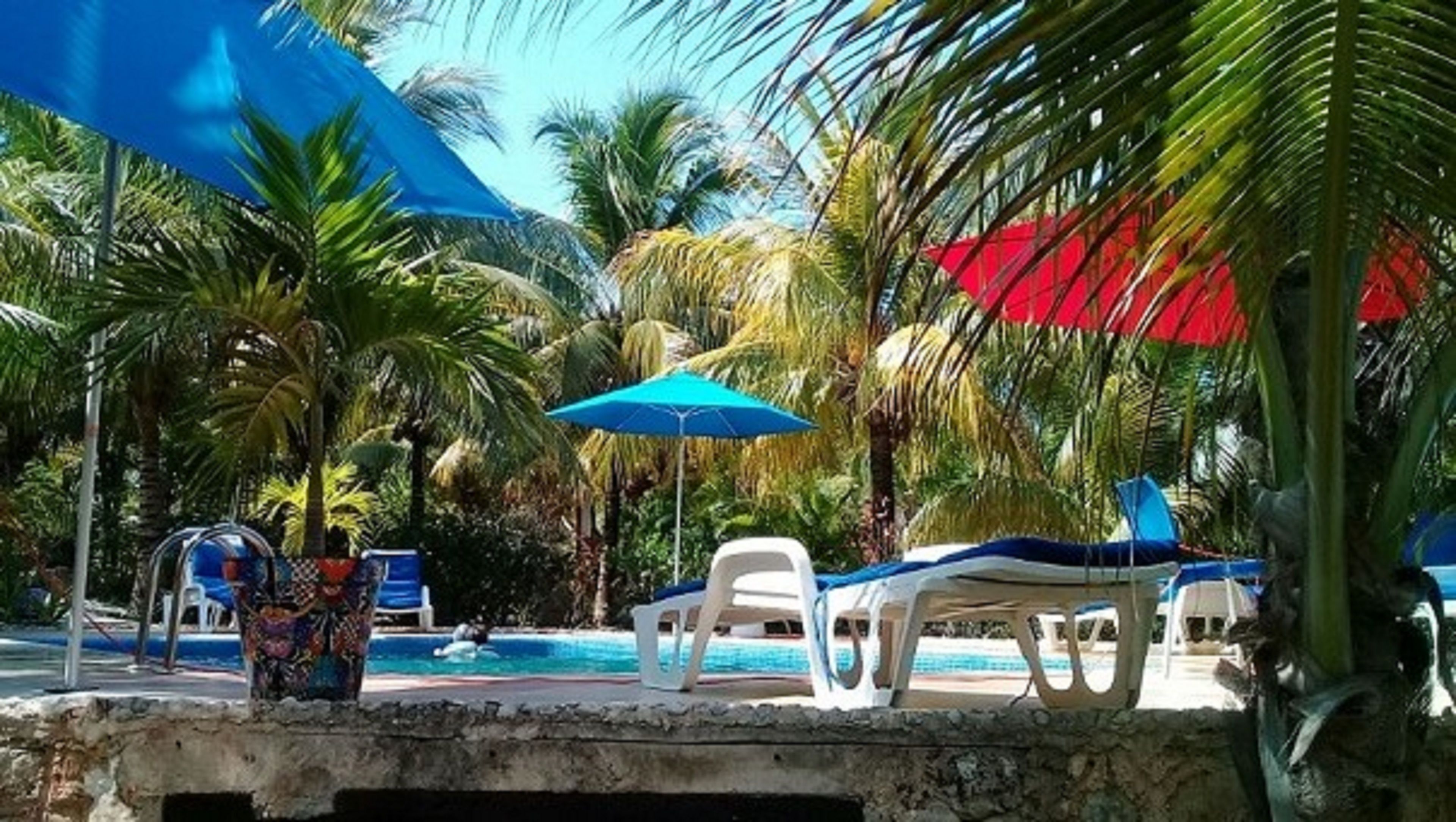 Zona de piscina con sillones de descanso, sombrillas y palmeras.