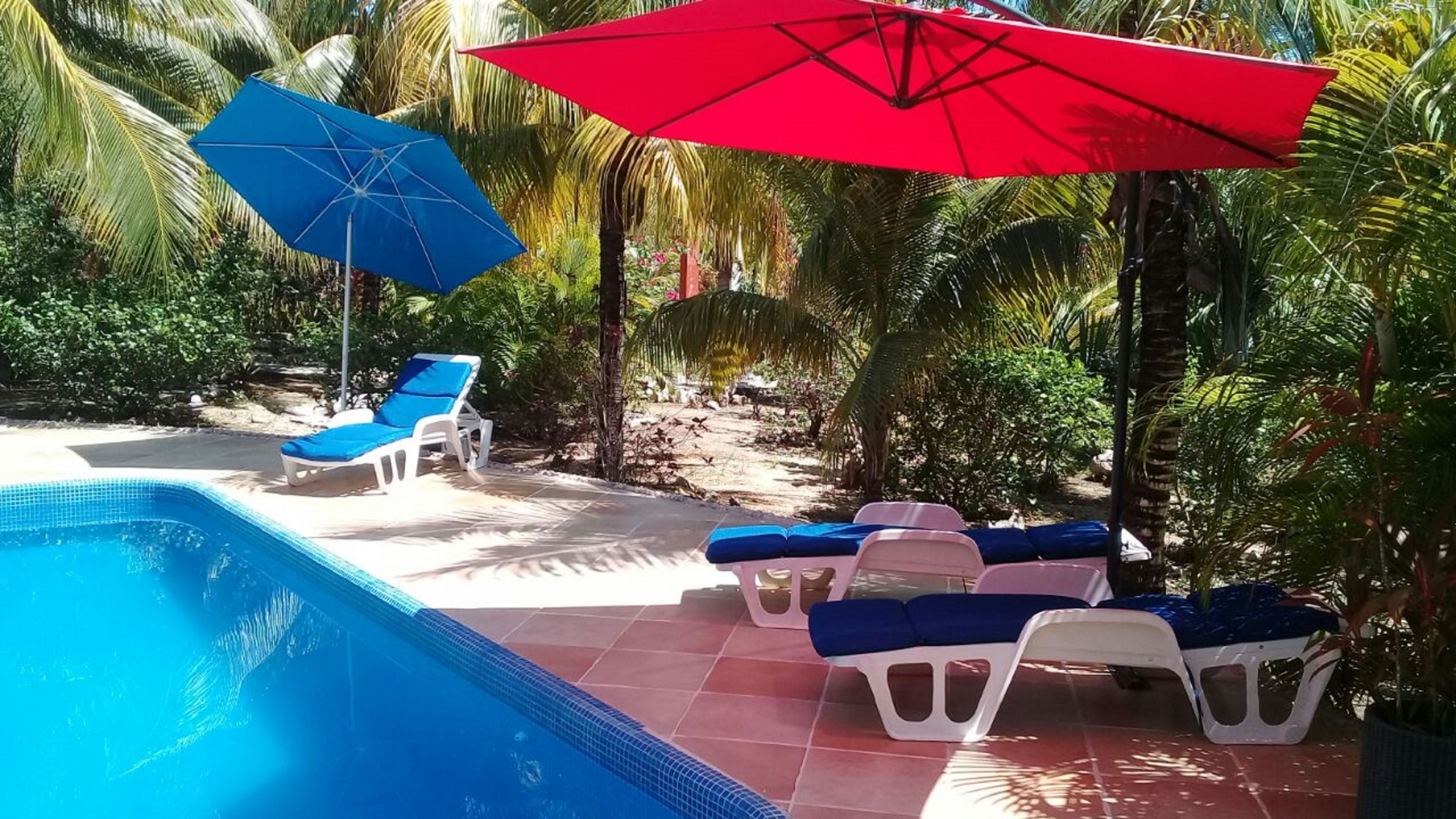 A pool area with lounge chairs and umbrellas, surrounded by palm trees and greenery.