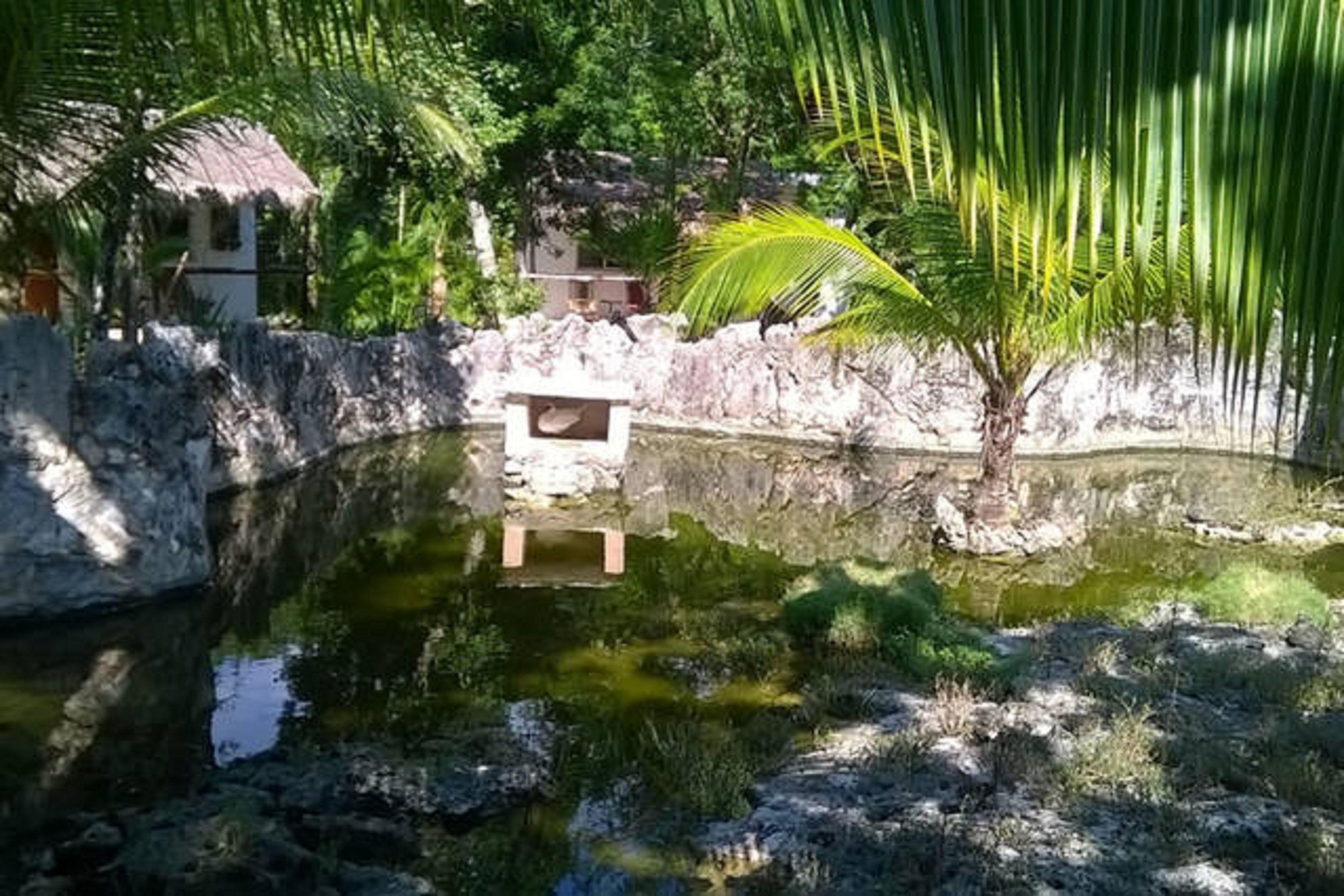 A small pond with a stone wall and a palm tree in the foreground.