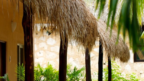 Um caminho ladeado por construções com telhados de palha, palmeiras e plantas em vasos.