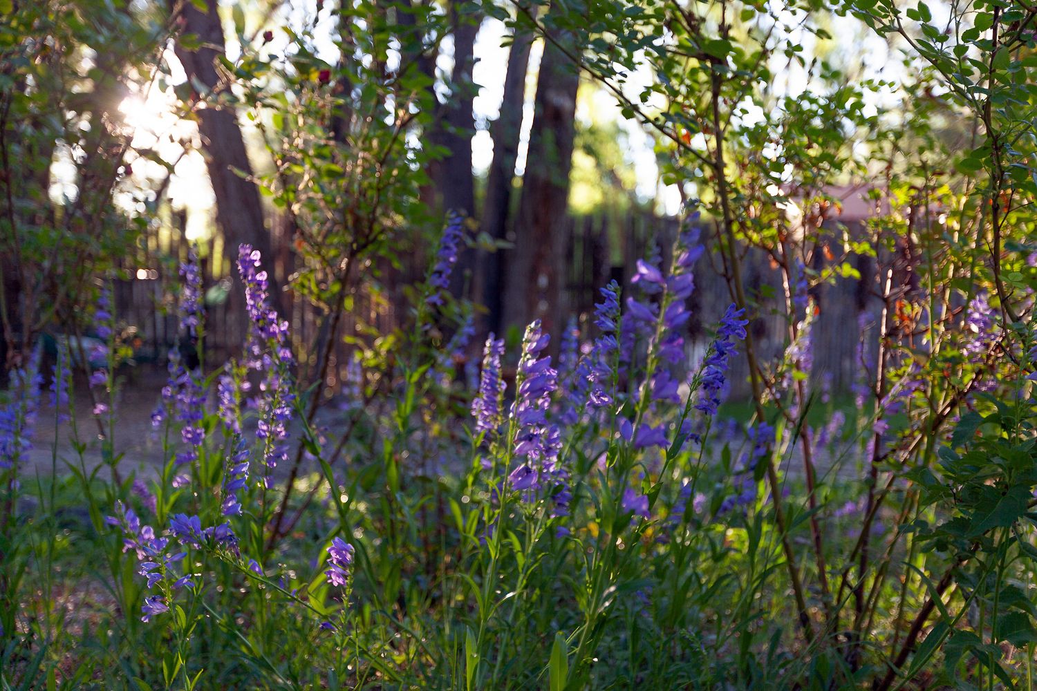 Un jardí amb flors morades i arbres al fons.