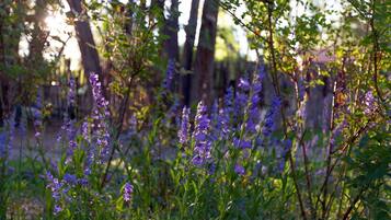 Un jardí amb flors morades i arbres al fons.