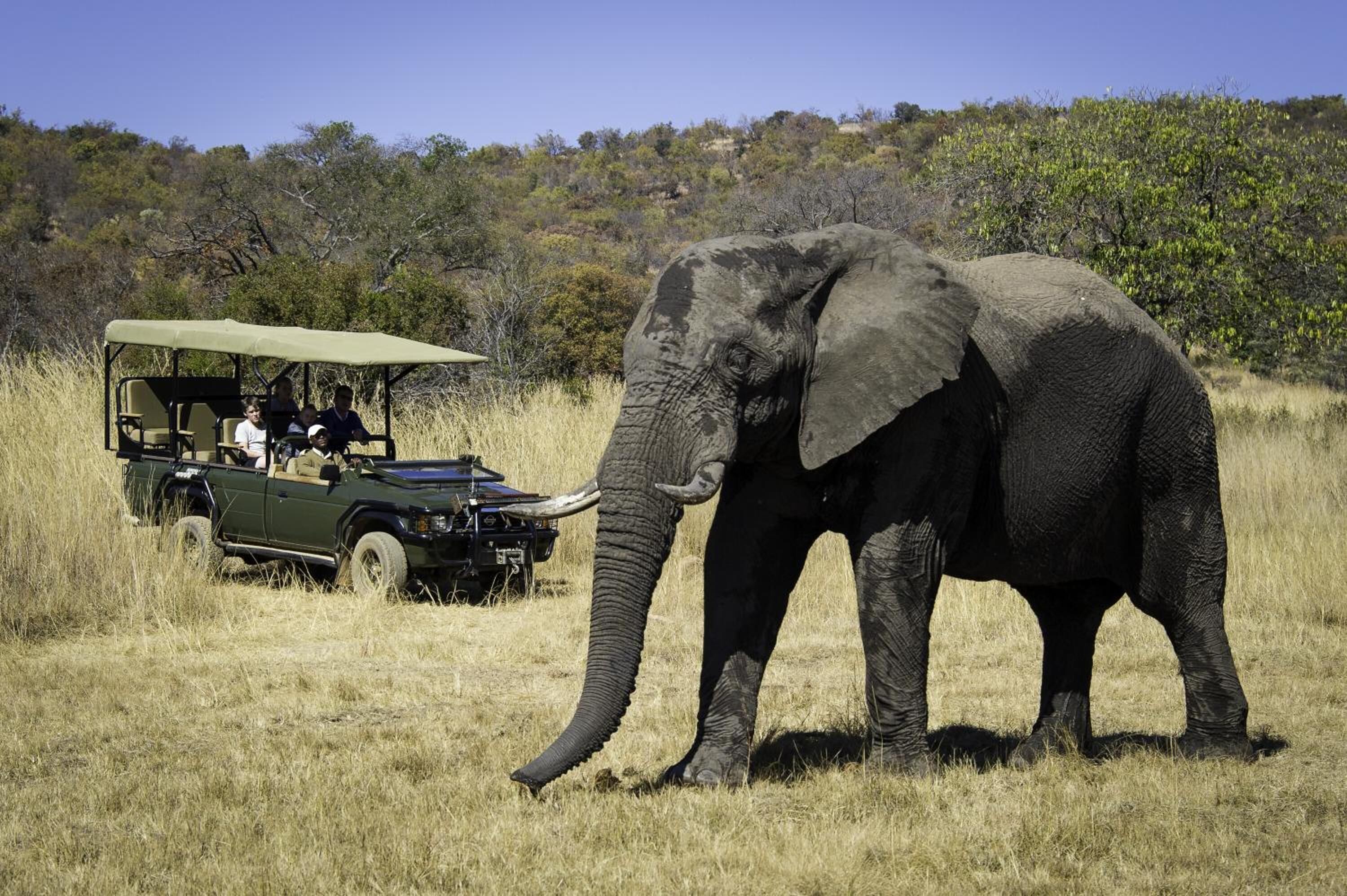 An elephant in a grassy field with a safari vehicle nearby.