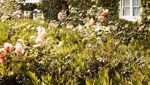 Un jardin avec un bâtiment partiellement recouvert de lierre, une fenêtre blanche et des fleurs roses.