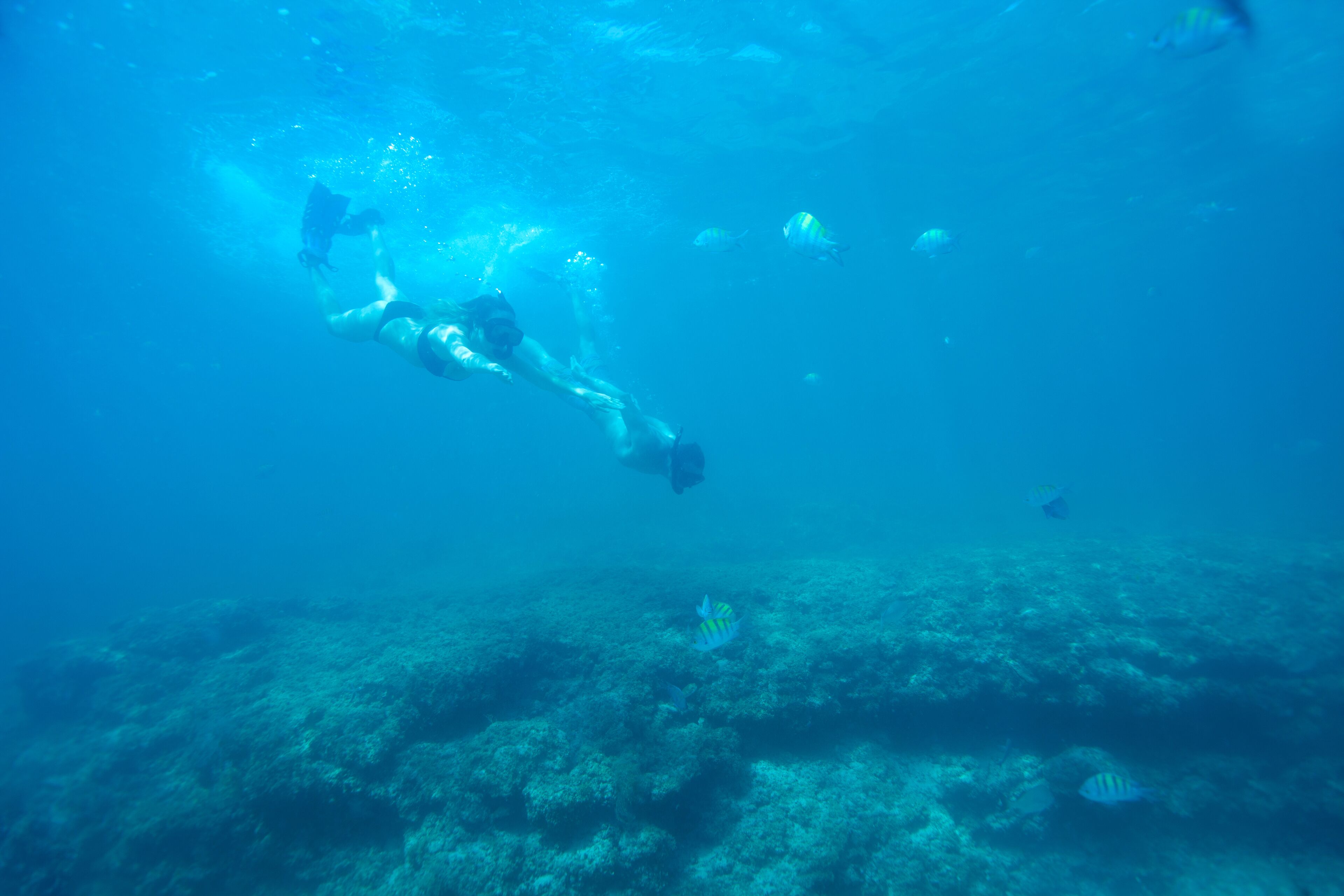 Escena submarina con un buzo nadando entre coral y peces.