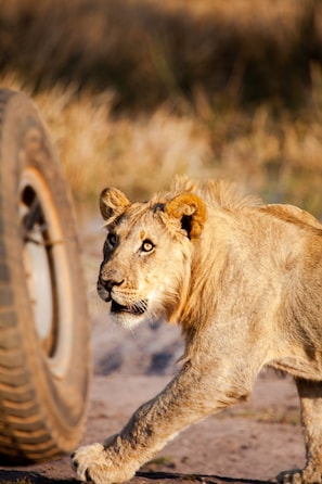 Safari